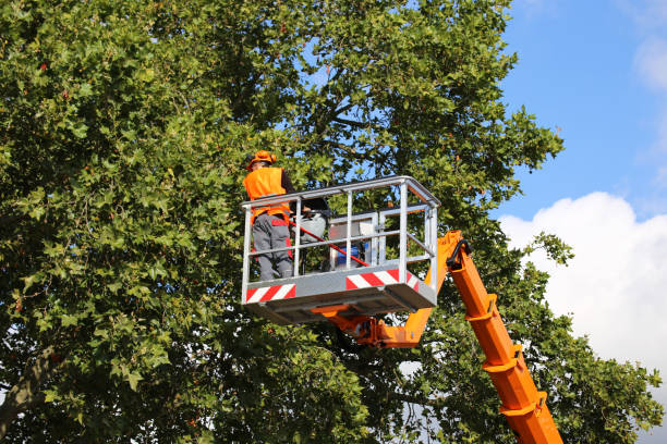 How Our Tree Care Process Works  in  Desert Aire, WA